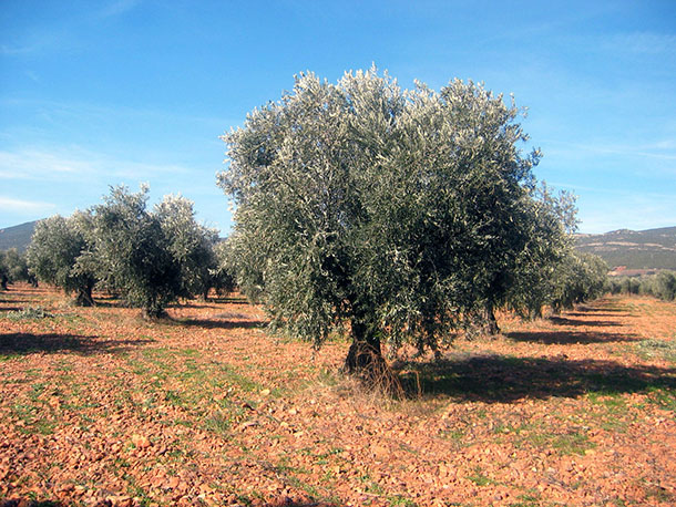 30/09/09.- Imagen de un olivar de Castilla-La Mancha. (Foto: JCCM)
