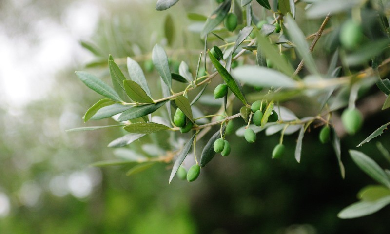 olives-trees-800x480-1-800x480